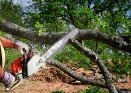 Best Root Management and Removal  in East Vineland, NJ