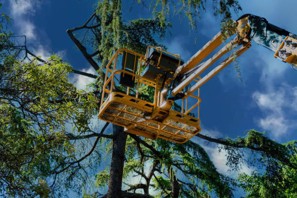 Best Tree Maintenance Programs  in East Vineland, NJ