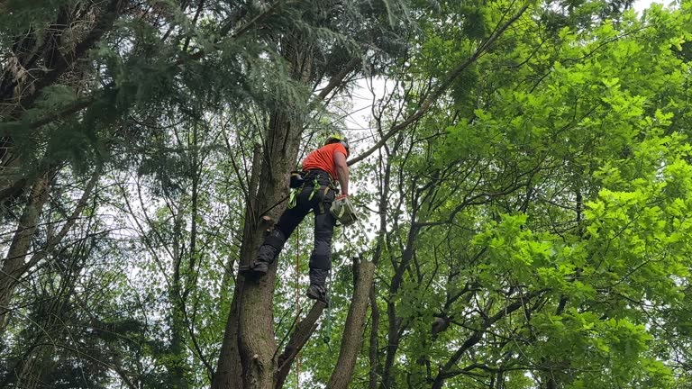 Best Tree Risk Assessment  in East Vineland, NJ