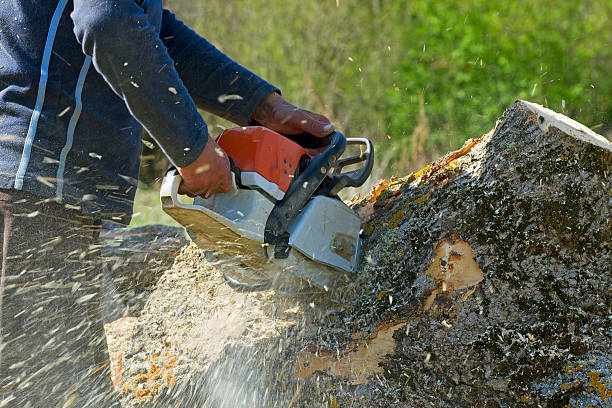 Reliable East Vineland, NJ Tree Care Services Solutions